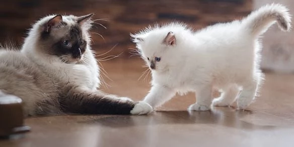 Ragdoll cuccioli con pedigree 