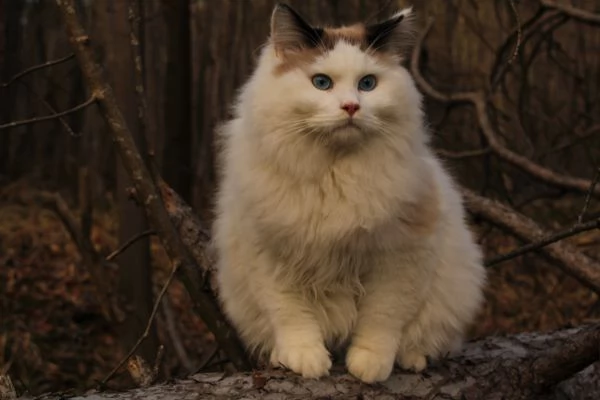 Ragdoll con pedigree  | Foto 1