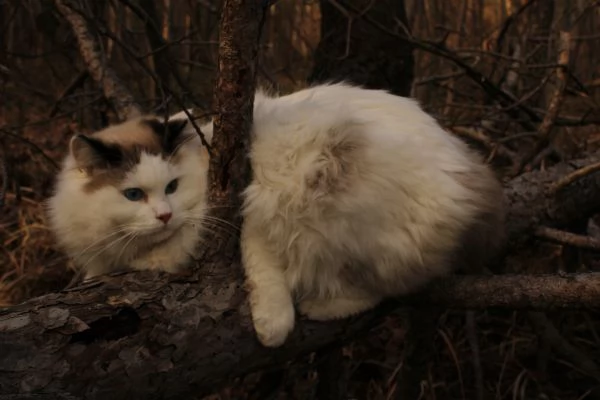 Ragdoll con pedigree  | Foto 0