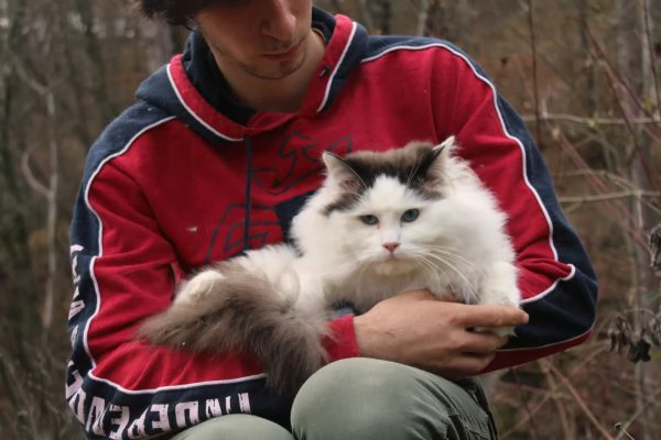 Ragdoll con pedigree 