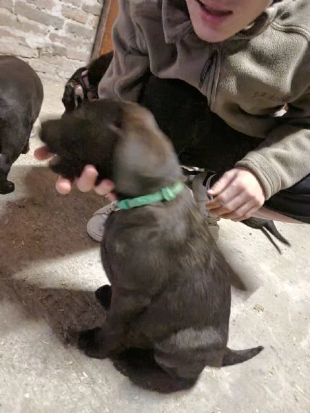Cuccioli Labrador Chocolate  | Foto 2