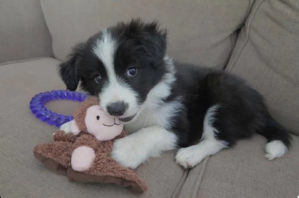 cuccioli di border collie femminucce e maschietti disponibili per l'adozione gratuita i cuccioli son