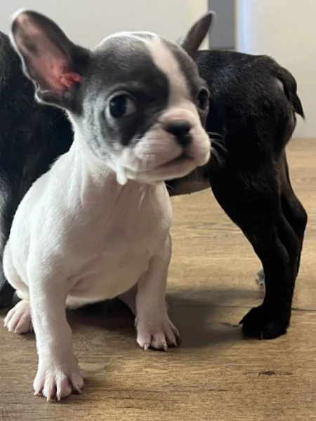 Bulldog francese | Foto 3