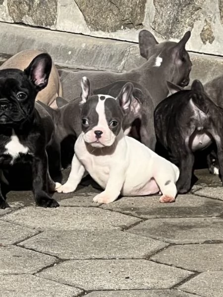 Bulldog francese