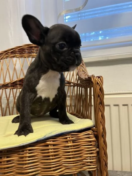 Bulldog francese | Foto 2
