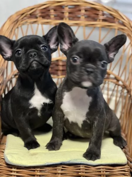 Bulldog francese | Foto 1