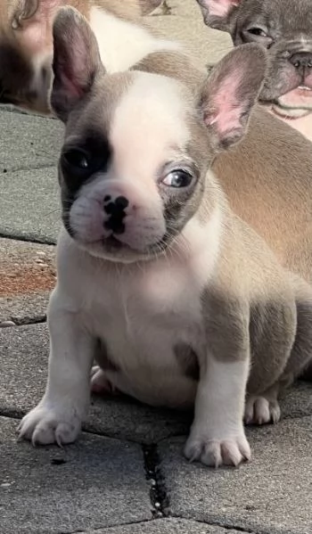 Bulldog francese | Foto 0