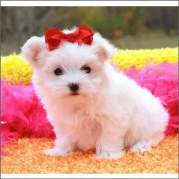 CUCCIOLI DI MALTESE .