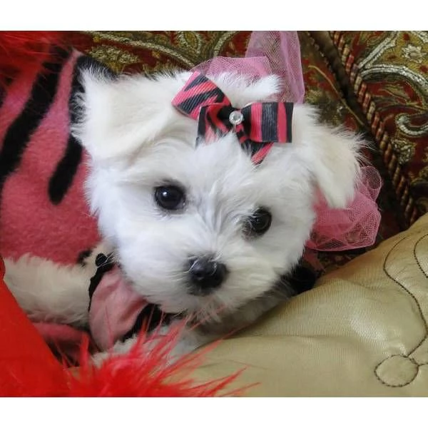 CUCCIOLI DI MALTESE!..