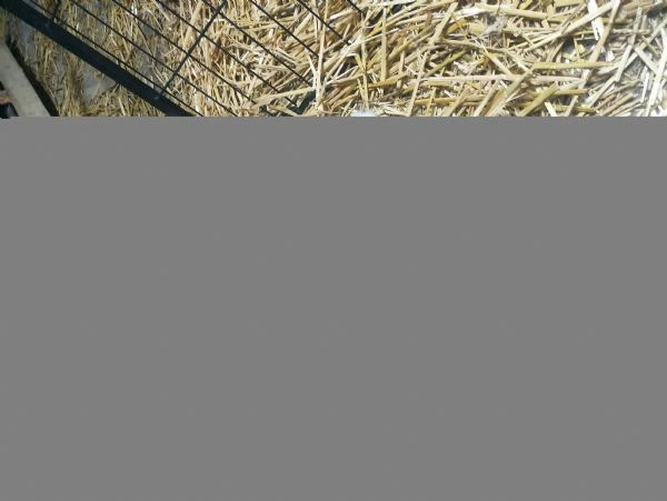 Disponibili cuccioli pastore maremmano abruzzese  | Foto 0