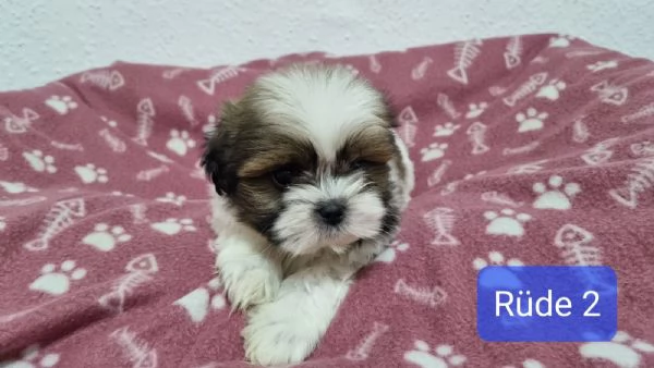 Cuccioli di Shih Tzu maschi e femmine | Foto 0