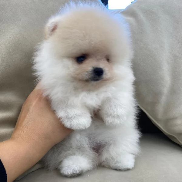Cuccioli di Pomerania maschi e femmine