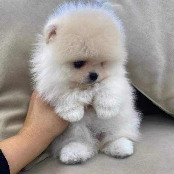Cuccioli di Pomerania maschi e femmine | Foto 2
