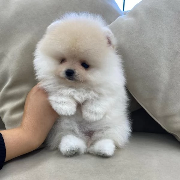 Cuccioli di Pomerania maschi e femmine | Foto 1