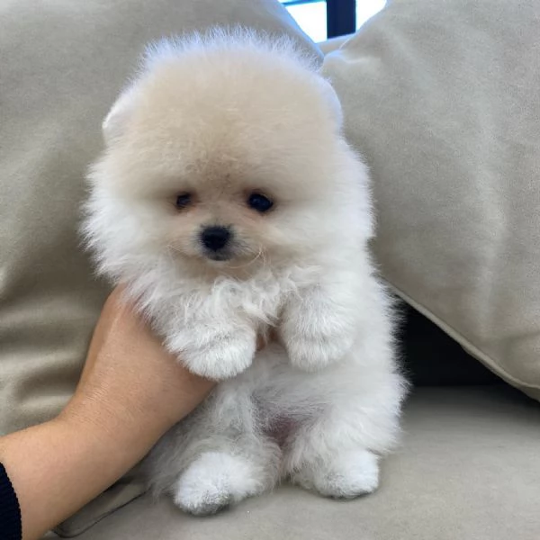 Cuccioli di Pomerania maschi e femmine | Foto 0