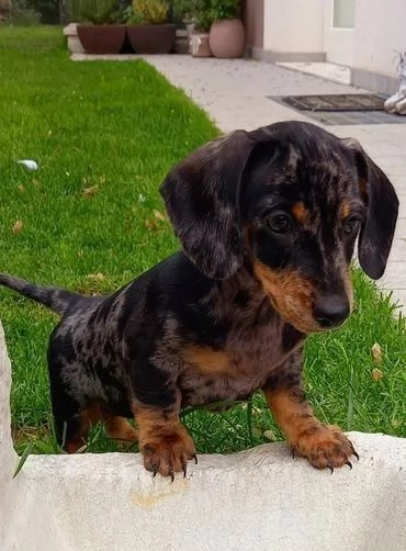 Cuccioli maschi e femmine di bassotto