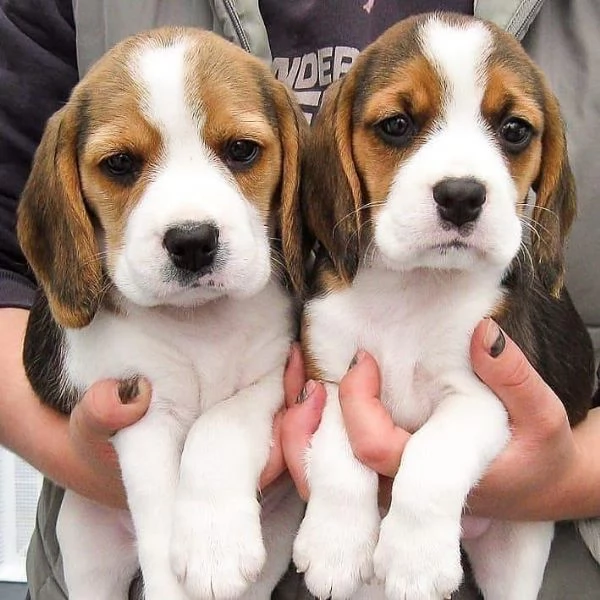 Cuccioli maschi e femmine di beagle | Foto 1