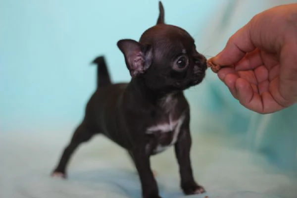 Cuccioli maschi e femmine di chihuahua | Foto 1