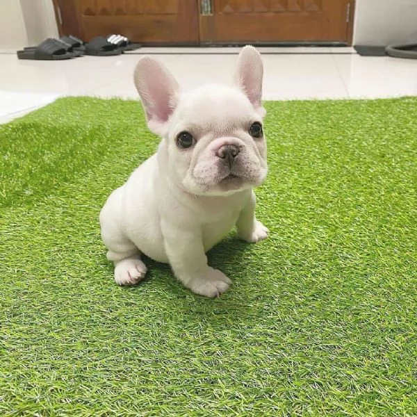 Cuccioli di bulldog francese | Foto 1