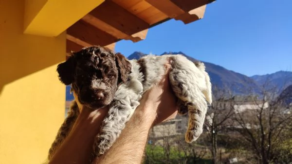 Cuccioli di Lagotto Romagnolo + pedigree , cane per famiglia | Foto 1
