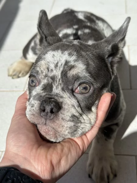 Cucciola Bulldog Francese occhi chiari | Foto 0