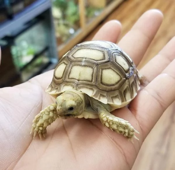 Adorabili tartarughe speronate africane in adozione