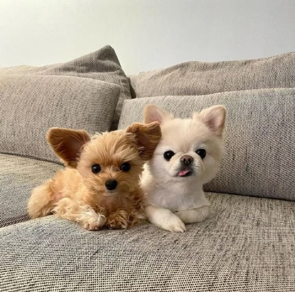 Cuccioli di Chihuahua in adozione