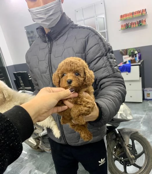 Bellissimi cuccioli barboncino