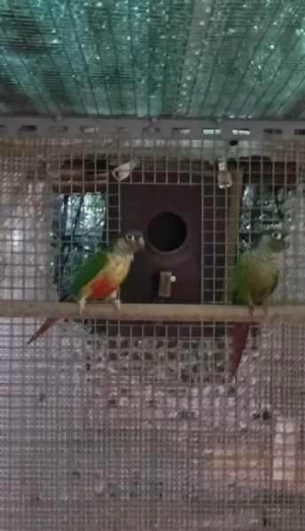 Vendita pappagalli per cessata attività 