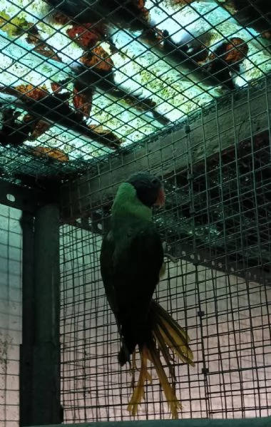 Vendita pappagalli per cessata attività  | Foto 0