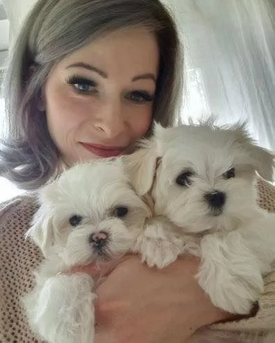 Maltese bianco puro pronto per una nuova casa con urgenza Abbiamo due cani (un maschio e una femmina