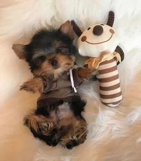 Cuccioli di Yorkshire per adozione | Foto 1