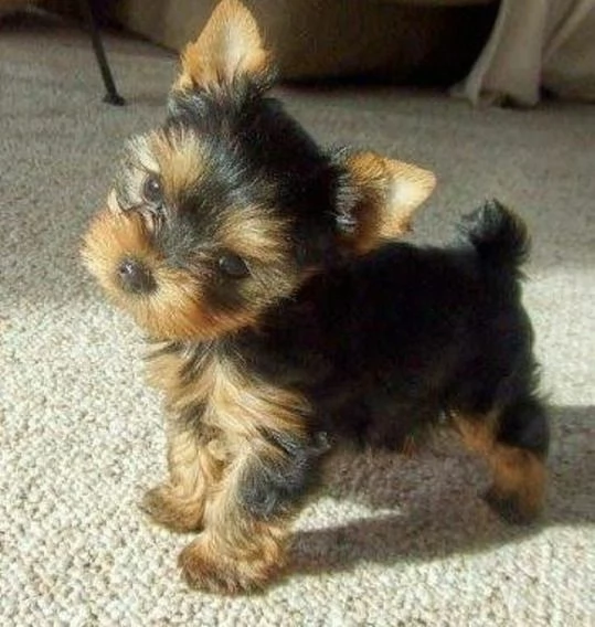 Cuccioli di Yorkshire per adozione | Foto 0