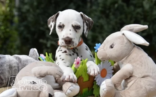 cuccioli dalmata in vendita
