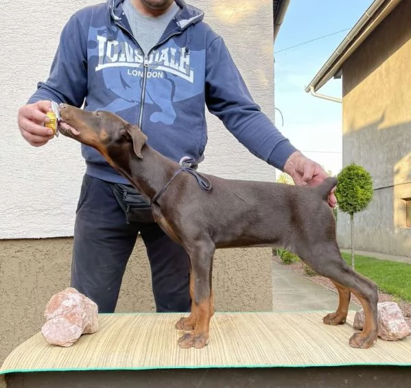 Doberman cuccioli | Foto 6