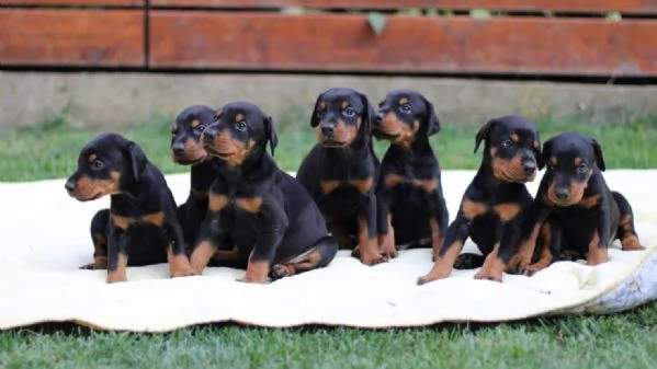 Doberman cuccioli | Foto 5