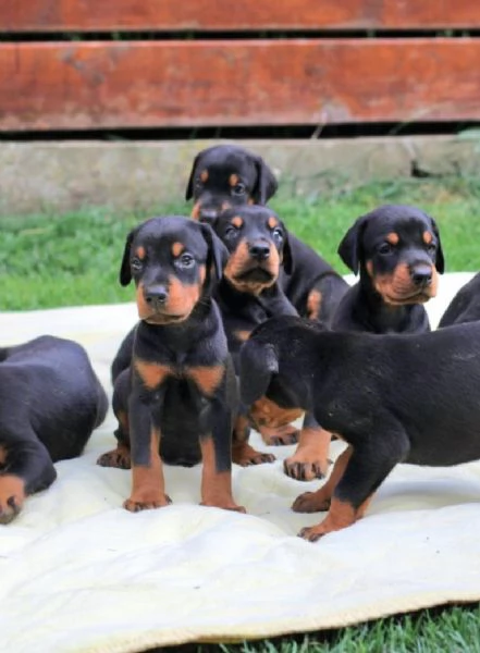 Doberman cuccioli