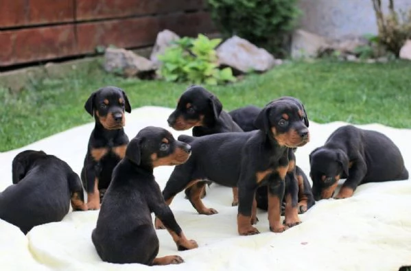 Doberman cuccioli | Foto 4