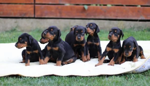 Doberman cuccioli | Foto 3