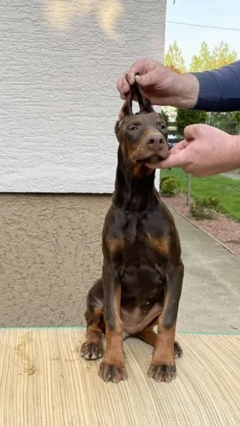 Doberman cuccioli | Foto 2