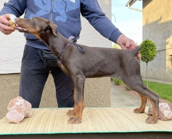 Doberman cuccioli | Foto 1