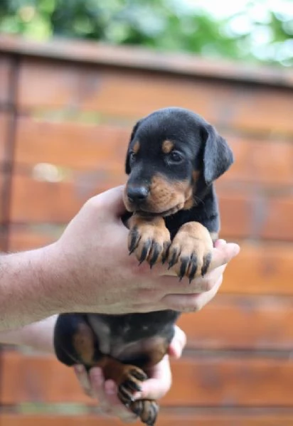 Doberman cuccioli | Foto 0