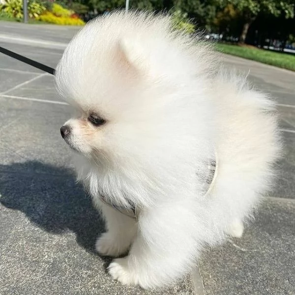 Pomerania Cuccioli Maschi e Femmine(+[numero nascosto]60) 