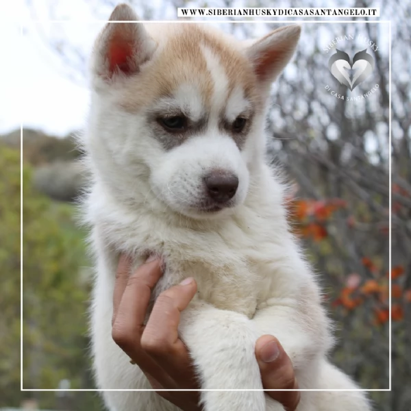 Siberian Husky con pedigree e garanzie  | Foto 4