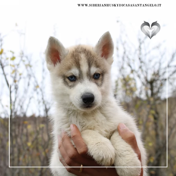 Siberian Husky con pedigree e garanzie  | Foto 2