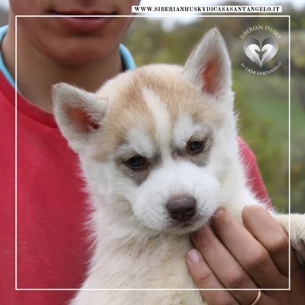 Siberian Husky con pedigree e garanzie  | Foto 1