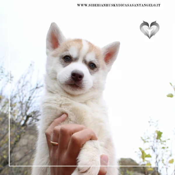 Siberian Husky con pedigree e garanzie  | Foto 0