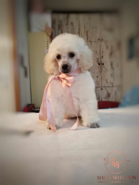 Barboncino bianco giocattolo cucciolo | Foto 0