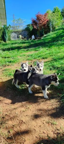 Regalo Cuccioli Husky whAtsapp (0039 353 317 4023 ) | Foto 1