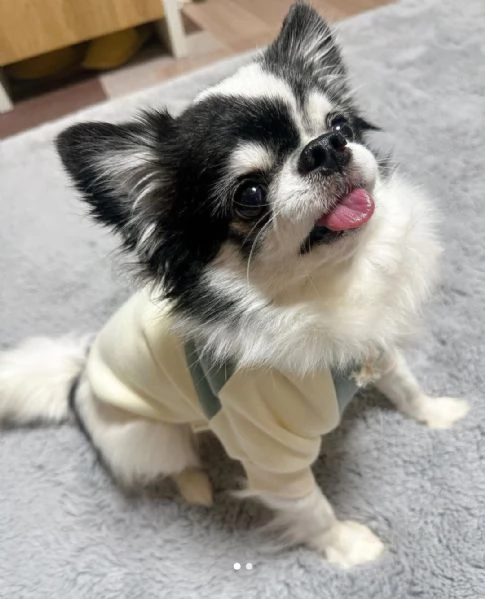 Adorabili cuccioli di chihuahua pronti per Natale e Capodanno.       